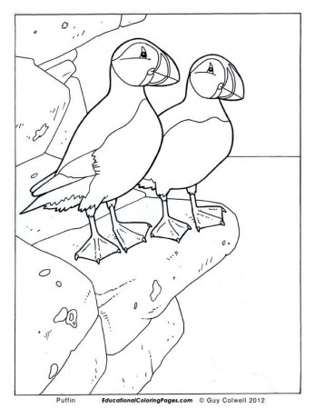 Puffin Coloring Pages