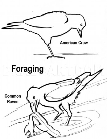 How To Draw A Realistic Crow, Draw Crows by catlucker | dragoart.com