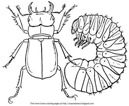 Crayon Palace: Stag Beetle and Young Coloring Page
