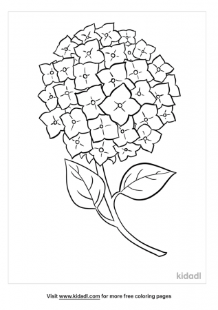 Hydrangea Coloring Pages | Free Flowers Coloring Pages | Kidadl