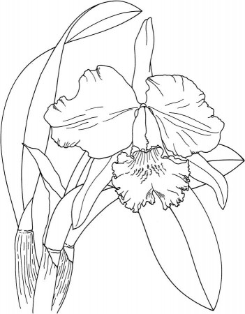 Coloring pages: Orchid, printable for kids & adults, free to download