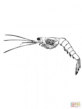 Mysida or Opossum Shrimp coloring page | Free Printable Coloring Pages