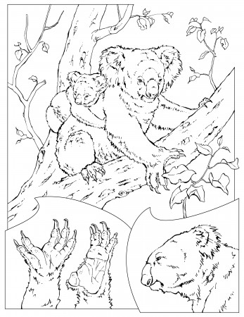 Koala #32 (Animals) – Printable coloring pages