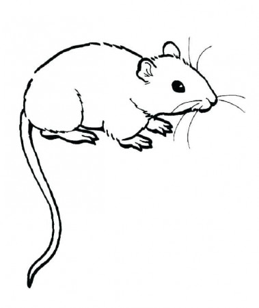 Elegant Lab Rats Coloring Pages For Gerbil Rat Pictures Colouring ...