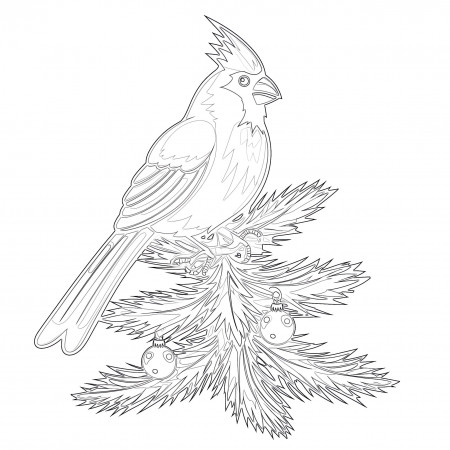 Cardinal | Coloring Pages Mimi Panda