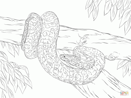 Anaconda Snake Drawing - Anaconda Gallery