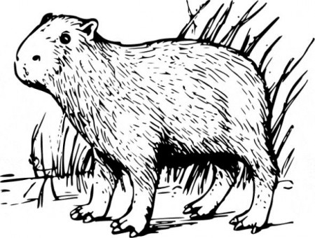 Capibara coloring page - Animals Town - Free Capibara color sheet | Capybara,  Animals, Amazon animals