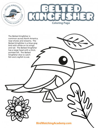 Belted Kingfisher Coloring Page - Bird Watching Academy