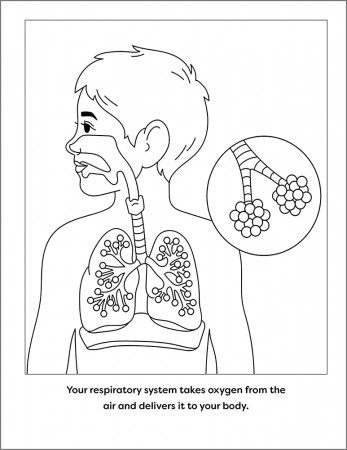 Human Anatomy Coloring Book with Facts: 35+ Coloring Activities with Facts  about the Human Body: Rockridge Press, Ni, Christy: 9798886080681:  Amazon.com: Books