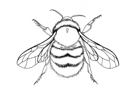 Bumble Bee Colouring Page Stay at Home Bee Artwork - Etsy