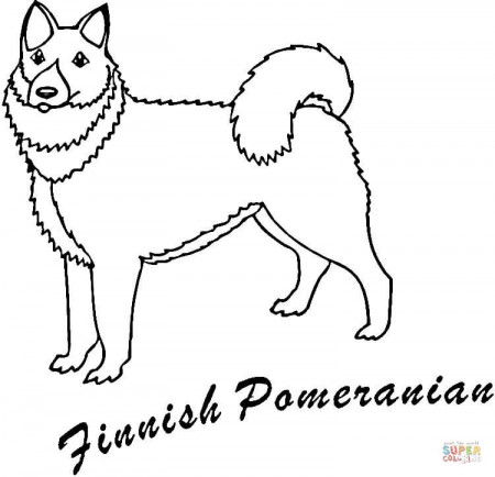Finnish Pomeranian coloring page | Free Printable Coloring Pages