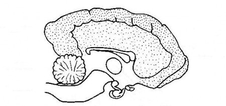 Anatomy and Physiology of Animals/Nervous System - Wikibooks, open books  for an open world