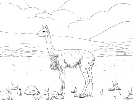 South America Vicuna Coloring Page - Free Printable Coloring Pages for Kids
