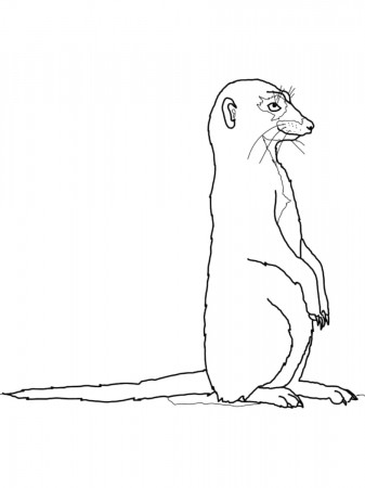 Free Meerkat coloring pages. Download and print Meerkat coloring pages