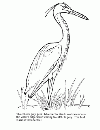 Heron Coloring Pages - Best Coloring Pages For Kids