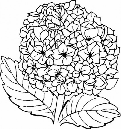 Hydrangea Coloring Pages - Best Coloring Pages For Kids