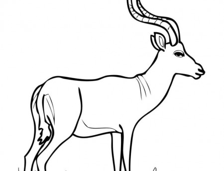 Coloring pages: Coloring pages: Impala, printable for kids & adults, free