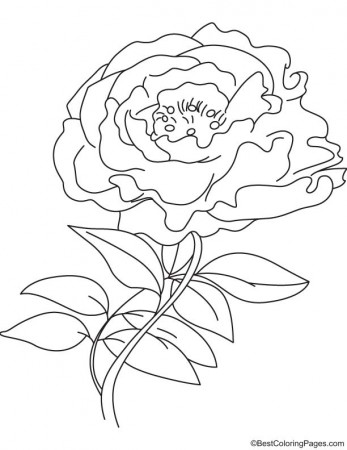 White peony coloring page | Download Free White peony coloring page for  kids | Best Coloring Pages