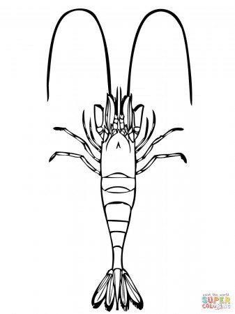 Common Shrimp coloring page | Free Printable Coloring Pages