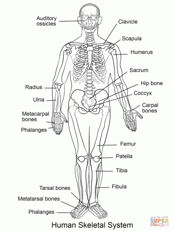 Human Skeletal System coloring page | Free Printable Coloring Pages