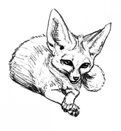 Desert Fox Coloring Pages for Kids - NetArt