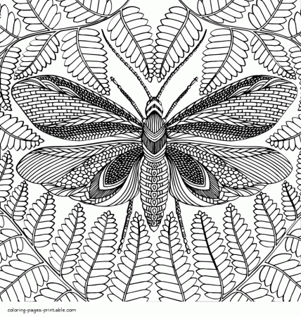 Moth Coloring Page For Adults || COLORING-PAGES-PRINTABLE.COM