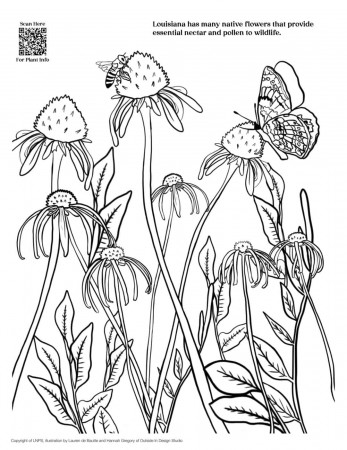 FREE Coloring Pages for Download - Louisiana Native Plant Society
