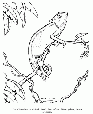 Animal Drawings Coloring Pages | Chameleon animal identification ...