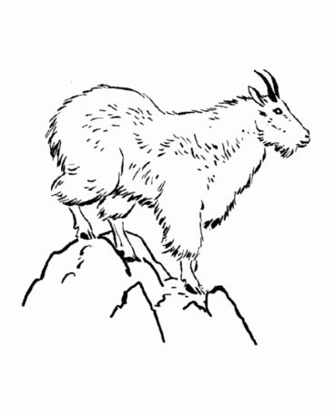 Wild Animal Coloring Pages | Mountain Goat Coloring Page and Kids Activity  sheet | HonkingDonkey