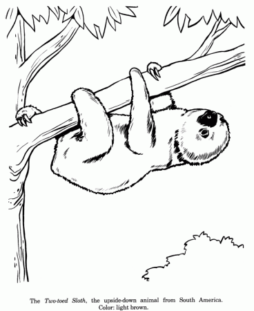 Animal Drawings Coloring Pages | Two-toed Sloth animal ...