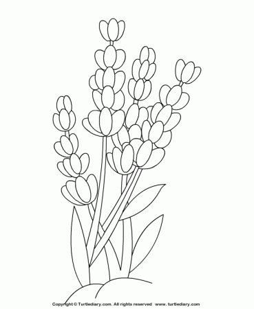 Lavender Coloring Sheet | Flower coloring pages, Lavender crafts, Coloring  pages