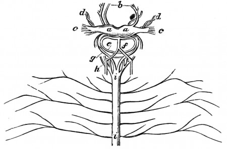 File:PSM V09 D736 Brain and parts of the nervous system of iulus.jpg -  Wikimedia Commons