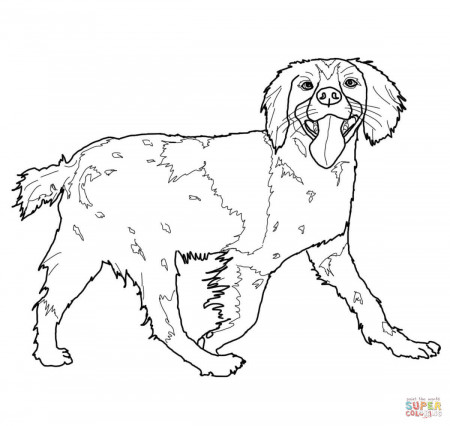 Cocker Spaniel coloring page | Free Printable Coloring Pages