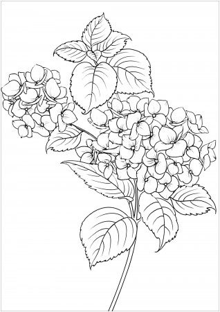 Flowers & Leaves - Flowers Adult Coloring Pages