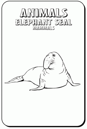Elephant Seal coloring page - Animals Town - animals color sheet ...