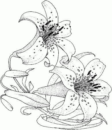 Coloring lily flower picture | Flower drawing, Coloring pages, Flower coloring  pages