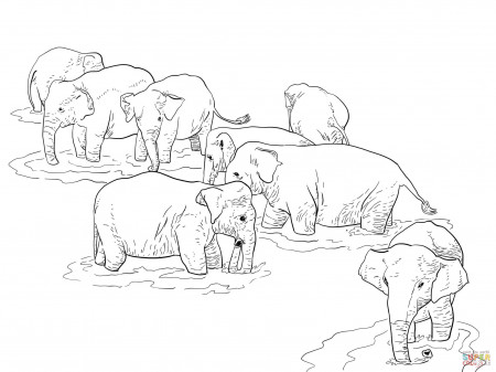 Shri Lanka Elephants coloring page ...
