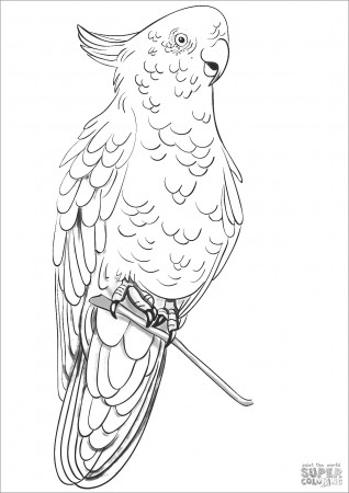 Rose Breasted Cockatoo Coloring Page - ColoringBay