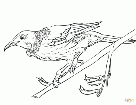 Tui coloring page | Free Printable Coloring Pages