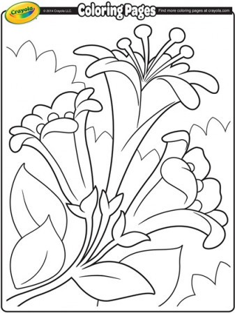 Easter Lilies II Coloring Page | crayola.com