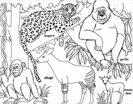 Pin on Animal Coloring Pages