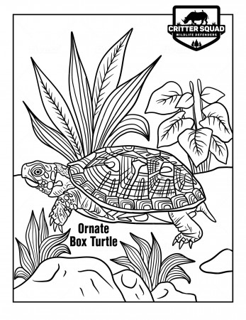 Ornate Box Turtle Coloring Page - C.S.W.D