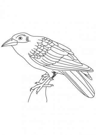 Indian crow coloring page | Download Free Indian crow coloring ...