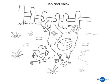 Free Printables - Hen - Colouring Pages