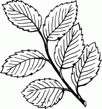 Fall-Leaf-Coloring-Pages | COLORING WS