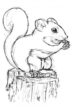 Squirrel Coloring Pages For Kids 640×960 #12318 Disney Coloring 