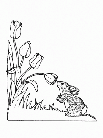 Print Bunny Coloring Pages Com Picture 1: Bunny