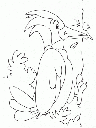 Great spotted woodpecker coloring pages | Download Free Great 