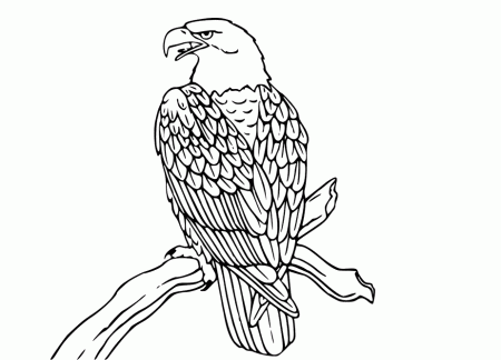 cute eagle coloring pages : Printable Coloring Sheet ~ Anbu 