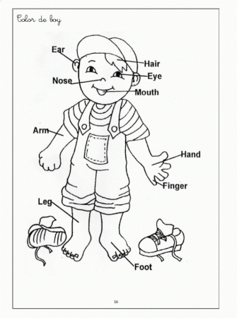Human Body Coloring Pages For Kids C0lor 189062 Body Systems 